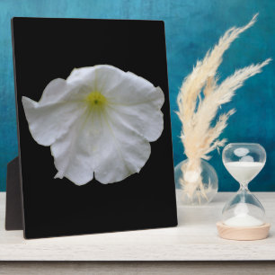 Mooi White Petunia Plaque Fotoplaat