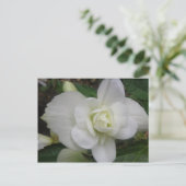 Mooi wit anjer Briefkaart (Staand voorkant)