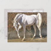 Mooi, wit Arabisch paard Briefkaart (Voorkant / Achterkant)