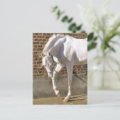 Mooi, wit Arabisch paard Briefkaart (Staand voorkant)