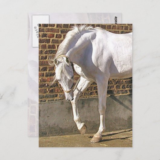 Mooi, wit Arabisch paard Briefkaart (Voorkant / Achterkant)