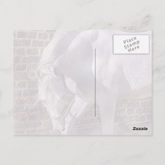 Mooi, wit Arabisch paard Briefkaart (Achterkant)