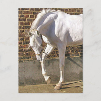Mooi, wit Arabisch paard Briefkaart