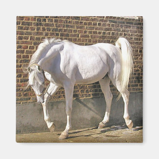 Mooi wit arabisch paard magneet