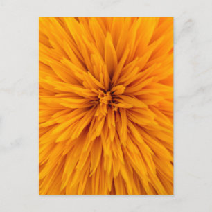 Mooi Yellow Dahlia Flower Blossom Briefkaart