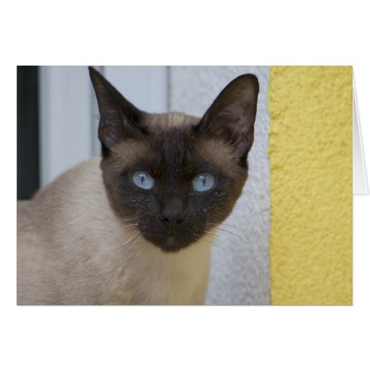 Mooi zegel, Siamese kat (Voorkant Horizontaal)
