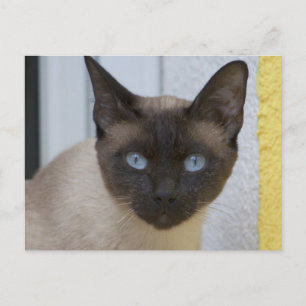 Mooi zegel, Siamese kat Briefkaart