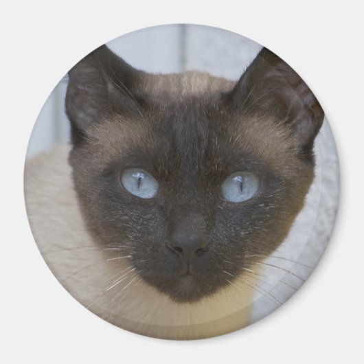 Mooi zegel, Siamese kat Magneet (Voorkant)