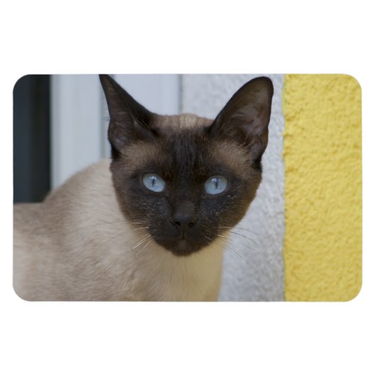 Mooi zegel, Siamese kat Magneet (Horizontaal)