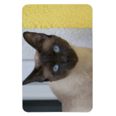 Mooi zegel, Siamese kat Magneet (Verticaal)
