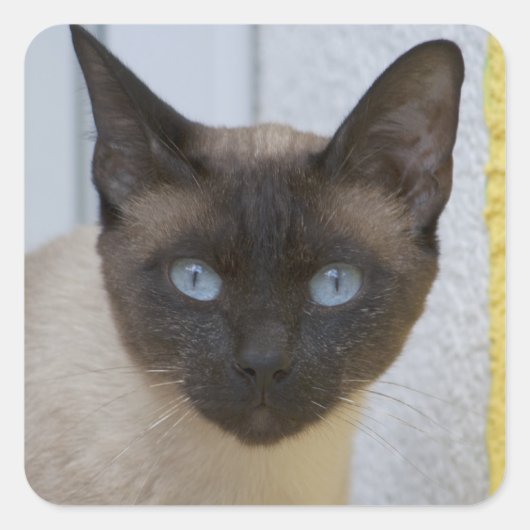 Mooi zegel, Siamese kat Vierkante Sticker (Voorkant)