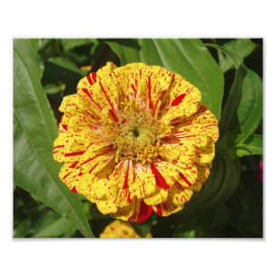 Mooi Zinnia Foto Afdruk