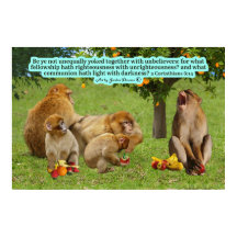 Mooie Aap Schrift 2 Korintiërs 6:14