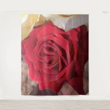 Mooie Afrika Rode Roos