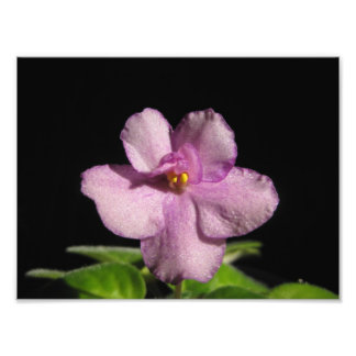 Mooie Afrikaanse Violet Art-afdrukken Foto Afdruk