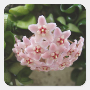 Mooie Afrikaanse Violet Bloom Vierkante Sticker