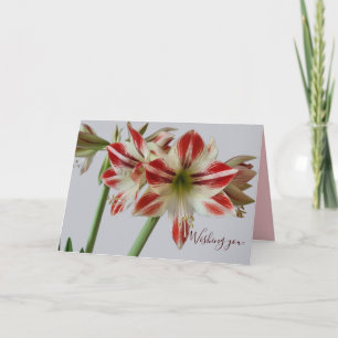Mooie Amaryllis bloem & aangepaste tekst verjaarda Kaart