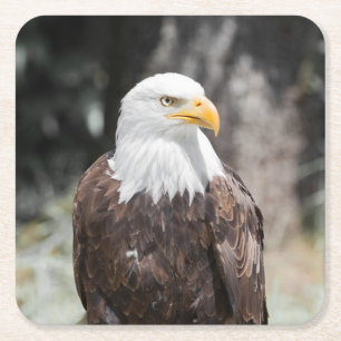 Mooie Amerikaanse Zeearend (Haliaeetus leucocephal Vierkante Kartonnen Onderzetter