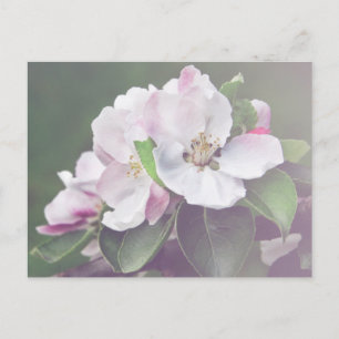 Mooie Appelboom Bloesem Lente Ansichtkaart Briefkaart