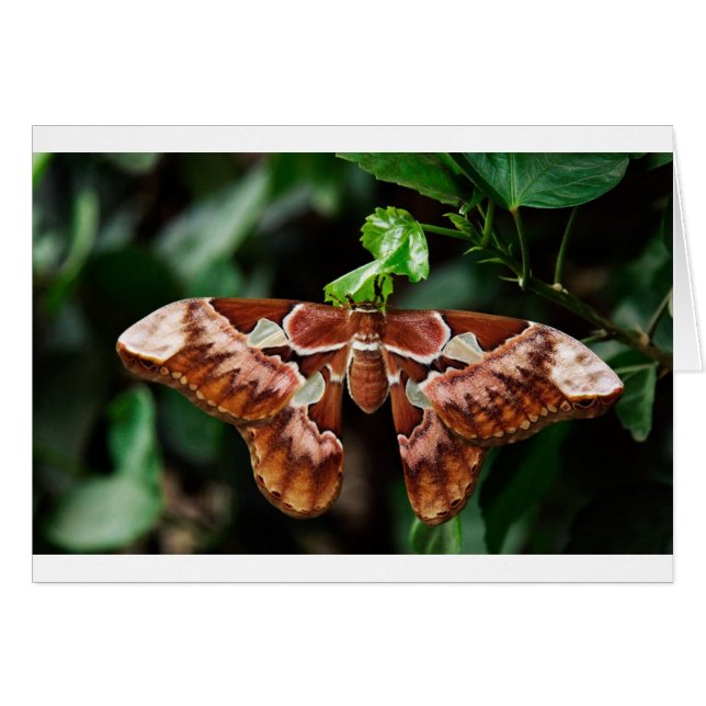 Mooie Atlas Moth (Voorkant Horizontaal)