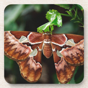 Mooie Atlas Moth Bier Onderzetter