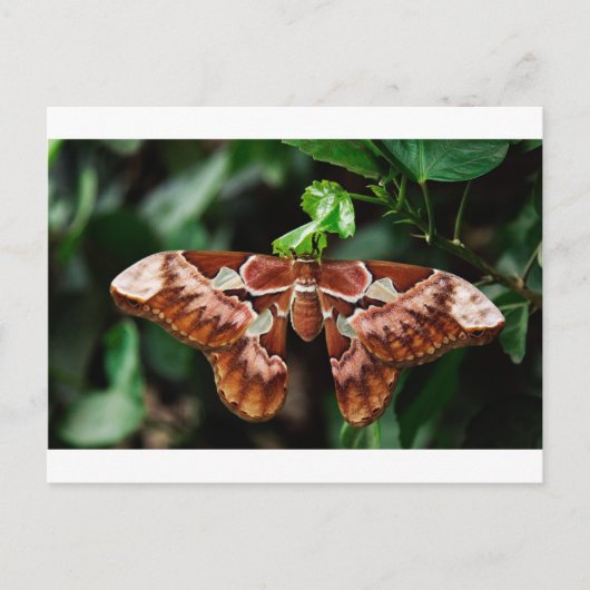 Mooie Atlas Moth Briefkaart (Voorkant)