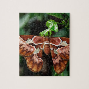 Mooie Atlas Moth Legpuzzel