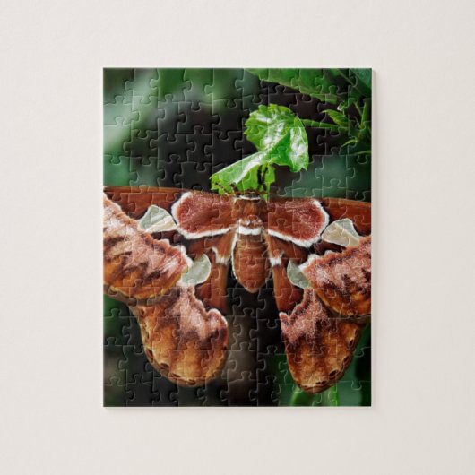 Mooie Atlas Moth Legpuzzel (Verticaal)