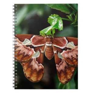 Mooie Atlas Moth Notitieboek