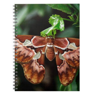 Mooie Atlas Moth Notitieboek