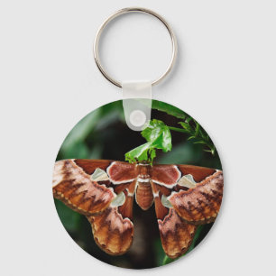 Mooie Atlas Moth Sleutelhanger