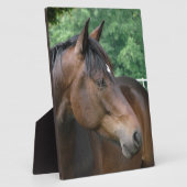 Mooie Baard Veulen Fotoplaat (Zijkant)