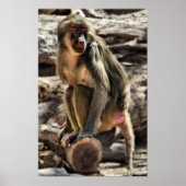 mooie baboon-afdruk poster (Voorkant)