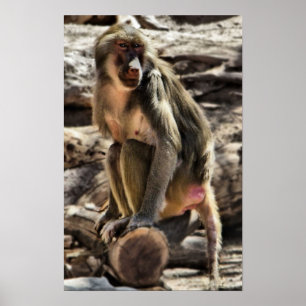 mooie baboon-afdruk poster
