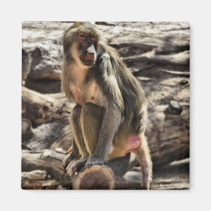 Mooie Baboon magnet Magneet