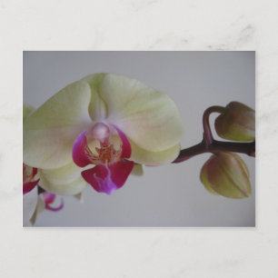Mooie Baby gele orchideeën Briefkaart
