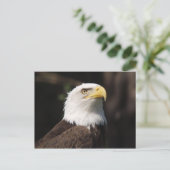 Mooie Bald Eagle... Briefkaart (Staand voorkant)