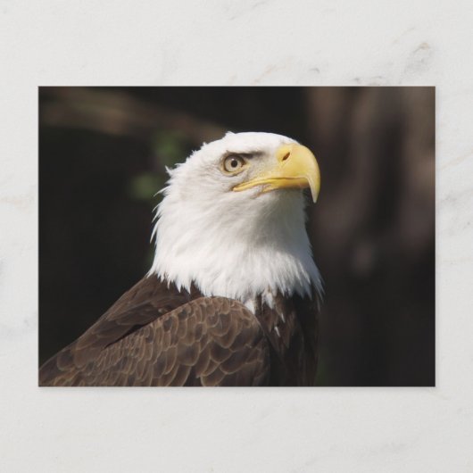Mooie Bald Eagle... Briefkaart (Voorkant)