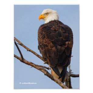Mooie Bald Eagle in een boom Foto Afdruk