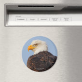 Mooie Bald Eagle in een boom Magneet (Insitu (Vaatwasser))
