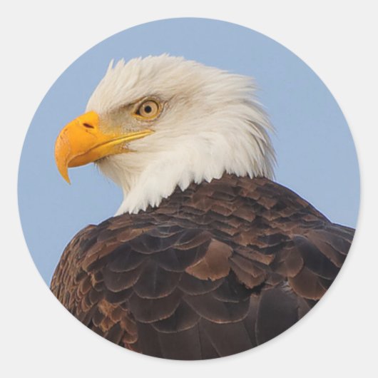 Mooie Bald Eagle in een boom Ronde Sticker (Voorkant)