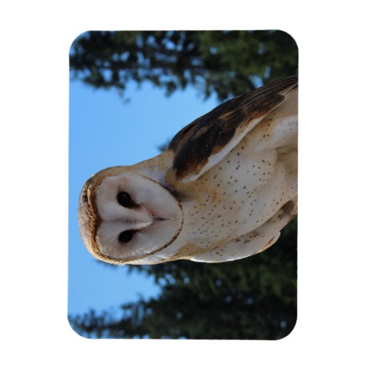 Mooie Barn Owl met Sky en groene bomen Foto Magneet (Verticaal)