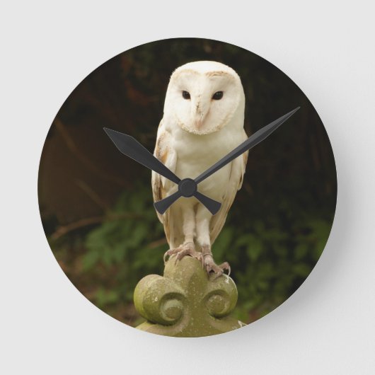 Mooie Barn Owl Wall klok (Voorkant)