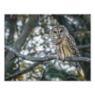 Mooie Barred Owl fotoprint Foto Afdruk