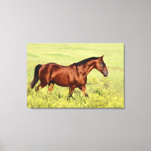 Mooie Bay Horse Canvas Afdruk