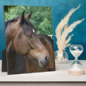 Mooie Bay Horse Fotoplaat (Zijkant)