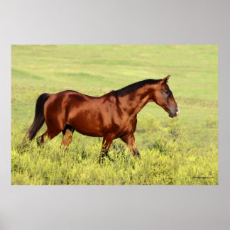 Mooie Bay Horse Poster