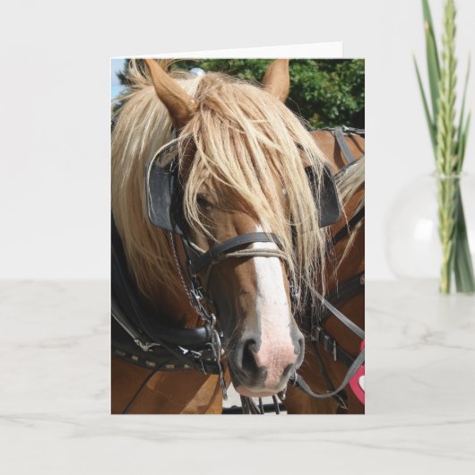 Mooie Belg Kaart (Voorkant)