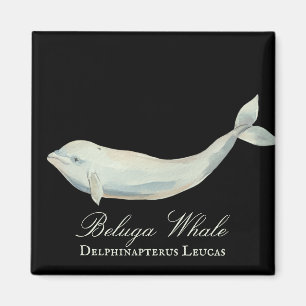 Mooie Beluga-walvis, Delphinapterus Leucas Magneet