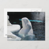 Mooie Beluga witte walvis Briefkaart (Voorkant / Achterkant)